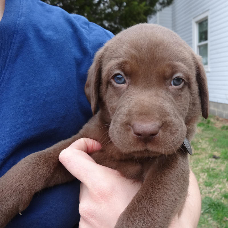 Molly Rhyme Time s Chocolate Lab Puppies 