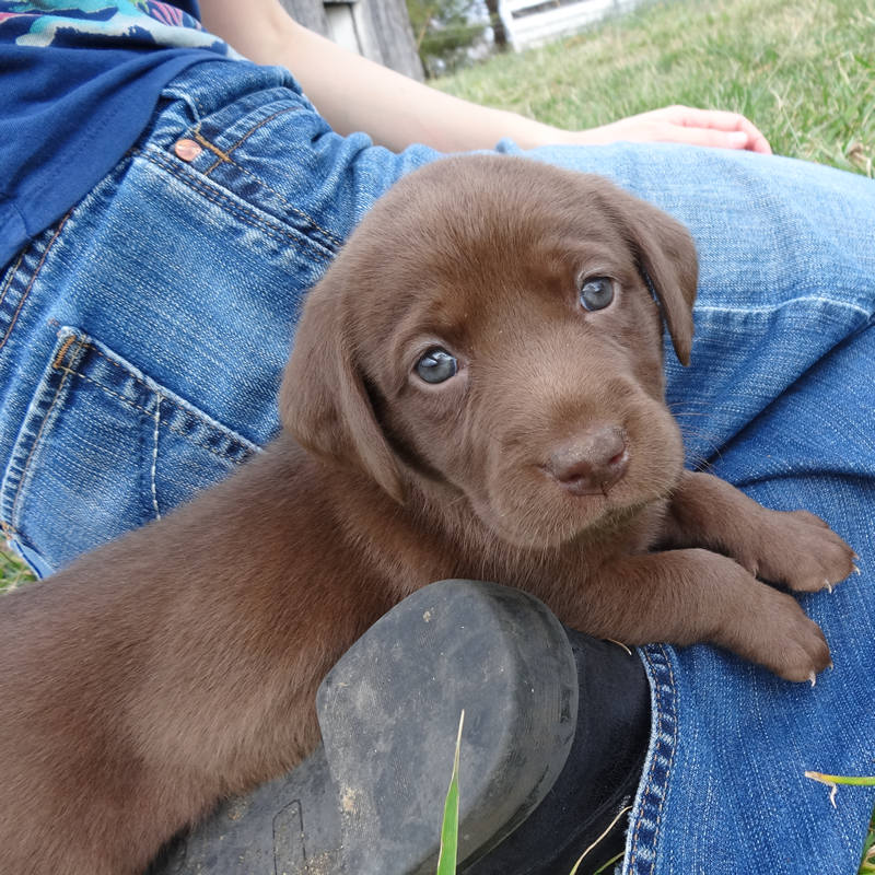 Molly Rhyme Time s Chocolate Lab Puppies 