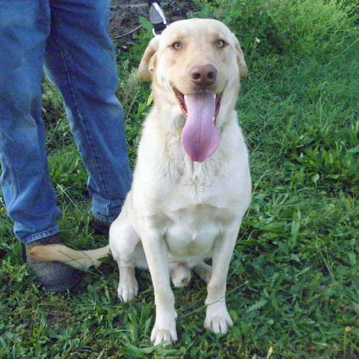 Yellow Lab Puppies For Sale!