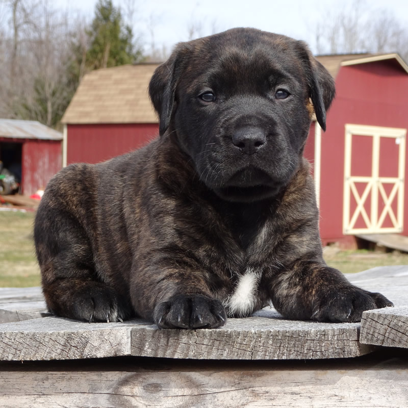 37 HQ Photos Charcoal Lab Puppies For Sale Nc - Champagne Lab Puppies for Sale | Silver and Charcoal Kennels