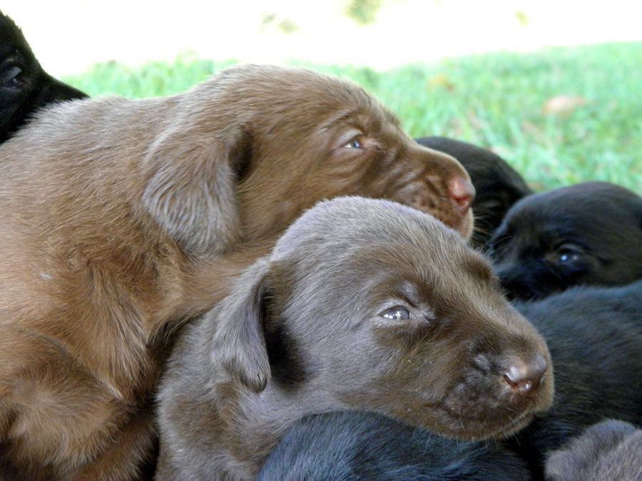 Black & Chocolate Lab Puppies For Sale!